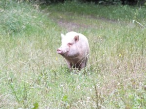 RöllchenMattias 006